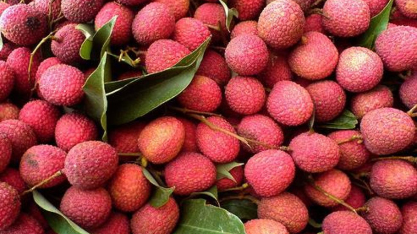 litchi poisoning.jpg