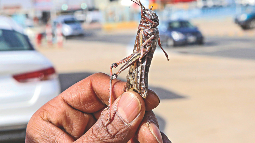 locust attack.jpg