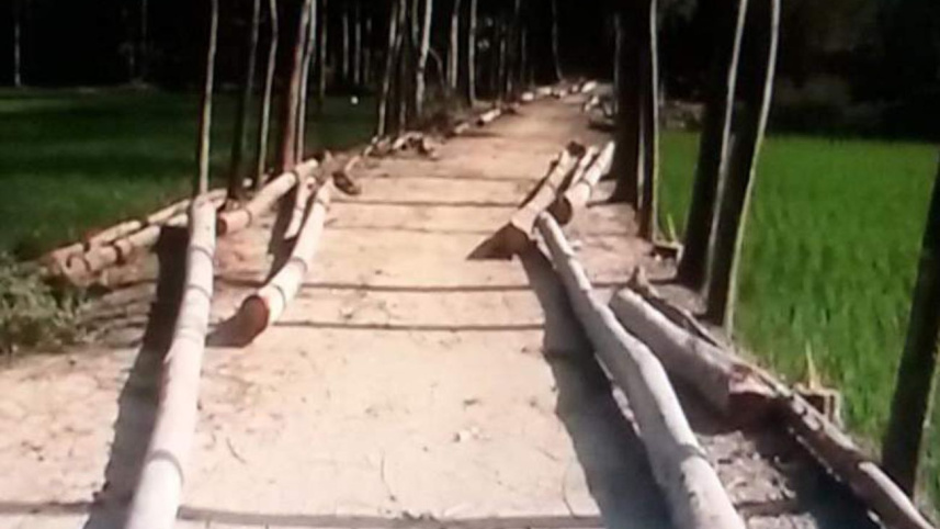 Logs of illegally felled.jpg