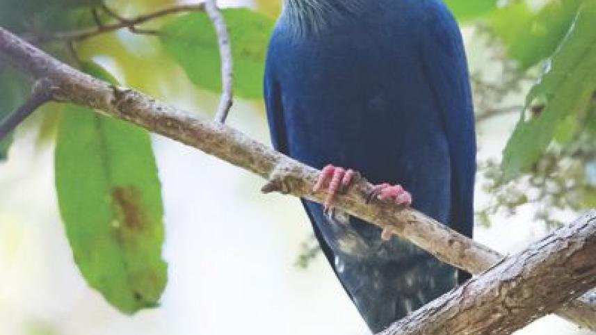 Madagascar Blue Pigeon.jpg