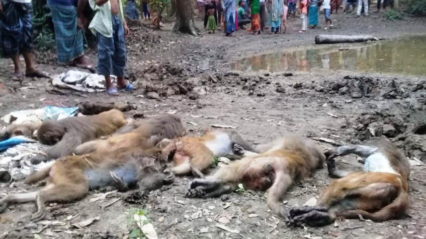 Madaripur monkeys.jpg