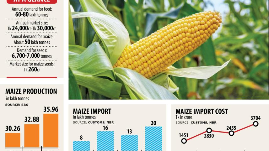 Maize.jpg