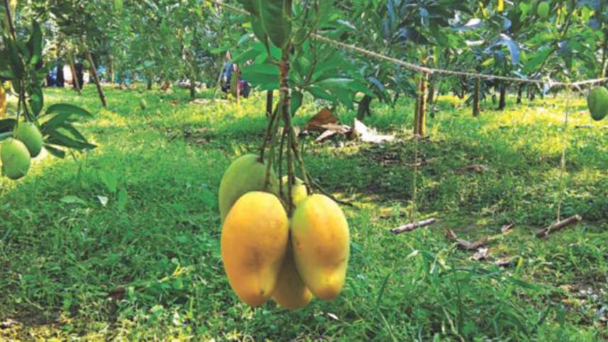toxic chemical in mangoes