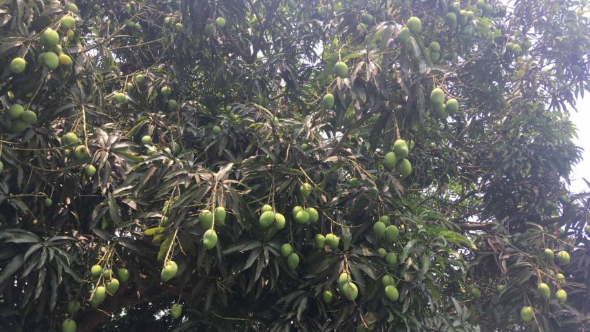 mango harvest.jpg