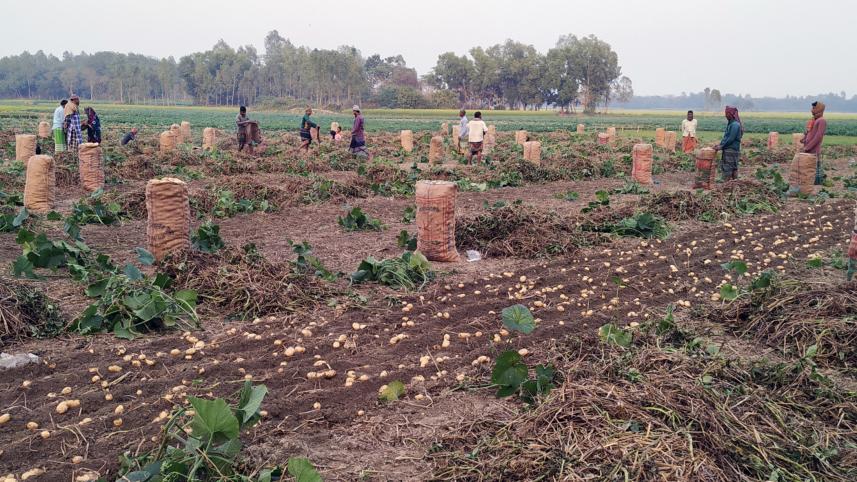 Manikganj potato growers 1.jpg
