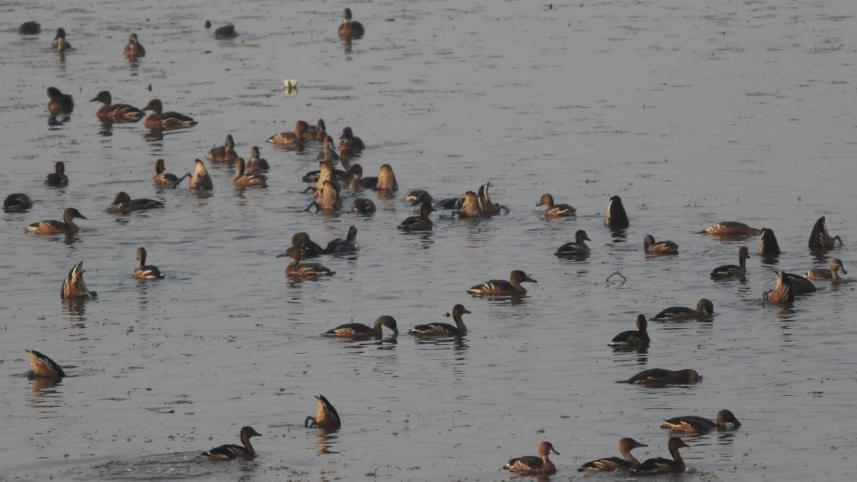 Migratory birds 1.jpg