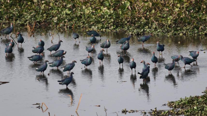 Migratory birds Baikka Beel.jpg