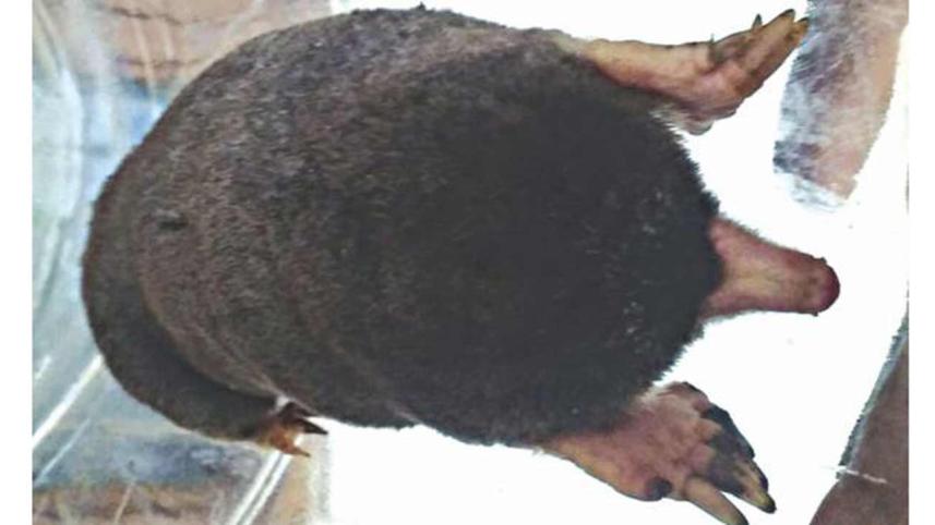 Mole-1WB.jpg