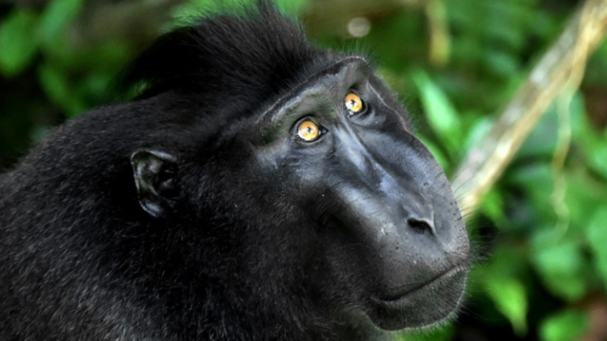 crested black macaque