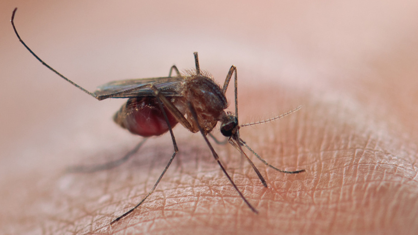 Aedes mosquito breeding ground