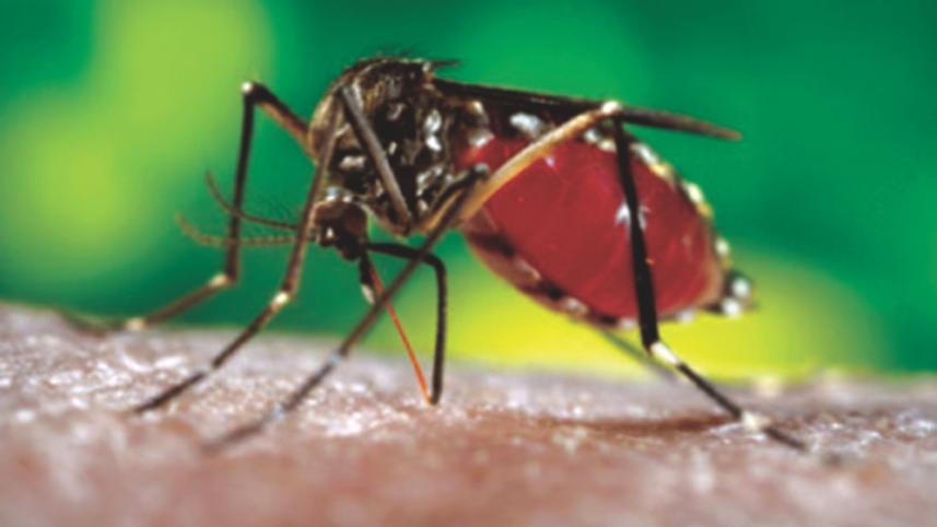 mosquitoaedes mosquitoes