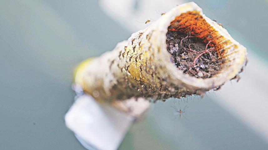 Mosquito menace Ctg.jpg