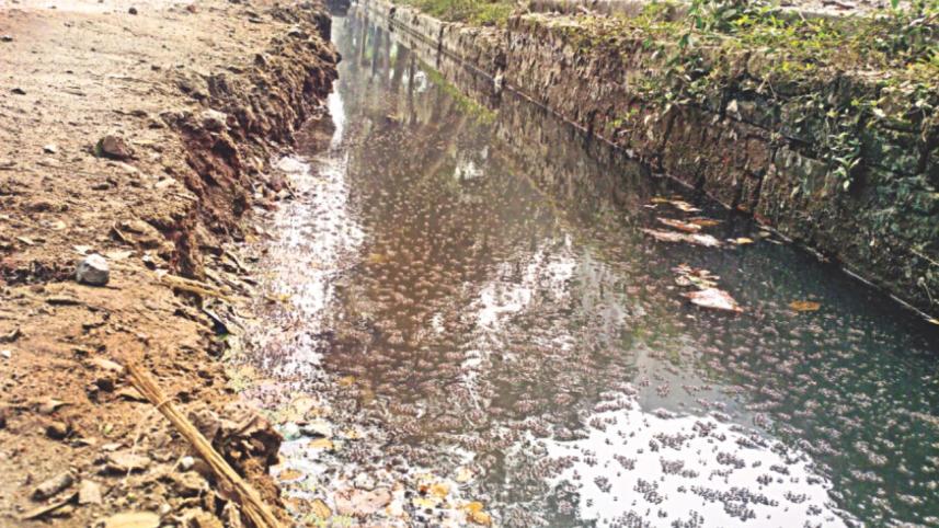 mosquito population.jpg