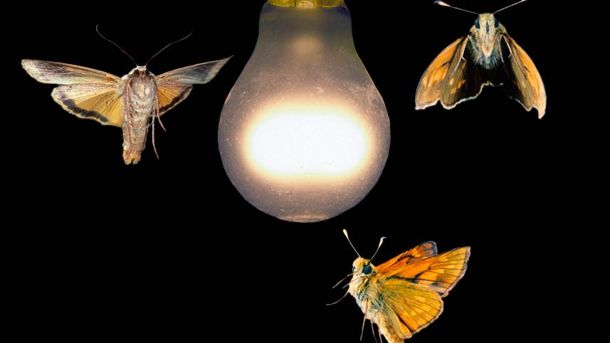 Moths_around_a_light_bulbWB.jpg