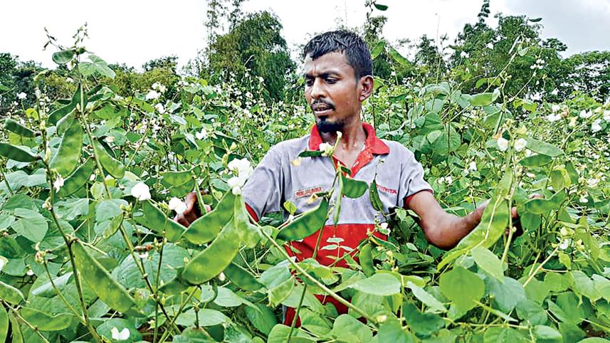 Moulvibazar-winter-beans.jpg