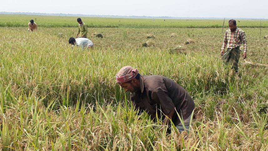 Moulvibazar Sunamganj Haor paddy.jpg