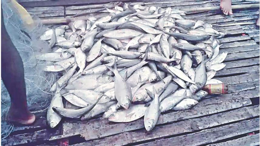 netting hilsa 1.jpg