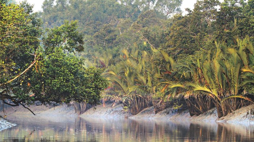 Not another Dodo please