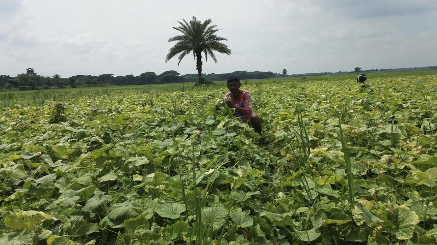 Organic cucumber.jpg