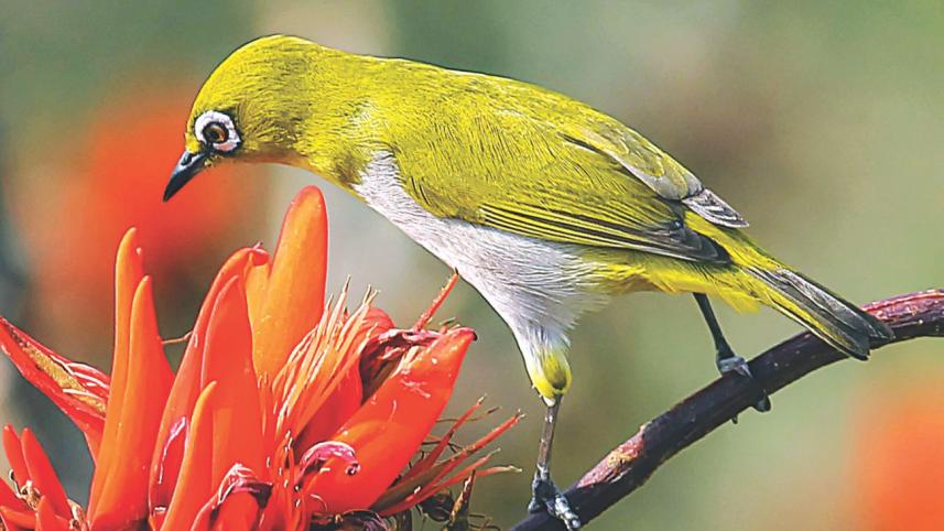 Oriental White eye.jpg