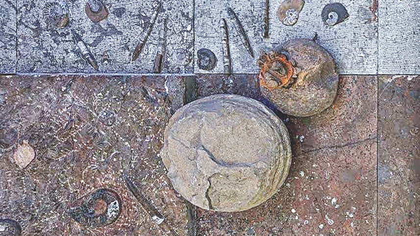 orthocer fossils.jpg