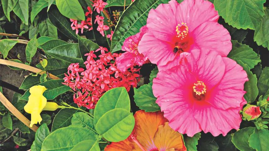 Our Brikha Mela - Calling