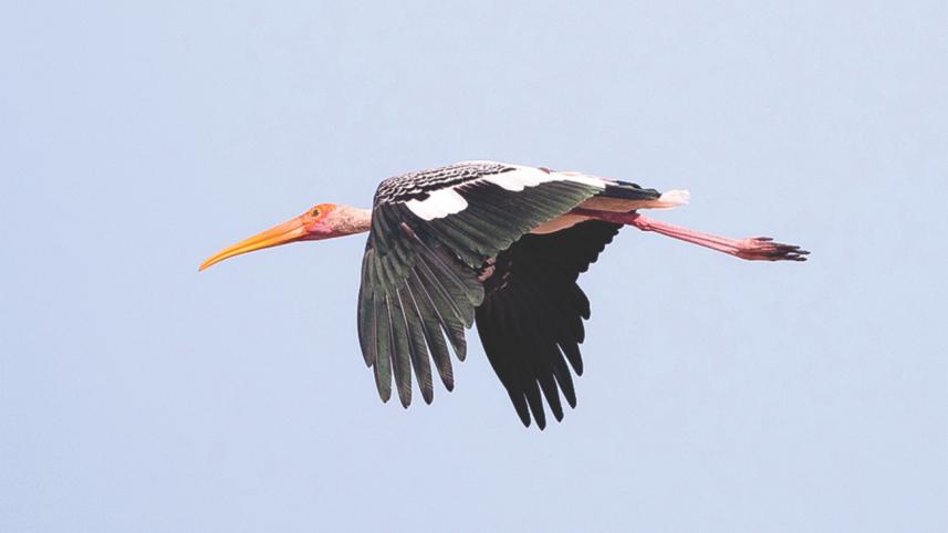 Painted Stork,.jpg