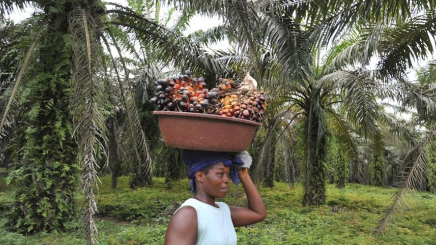 Palm-oil-WB.jpg