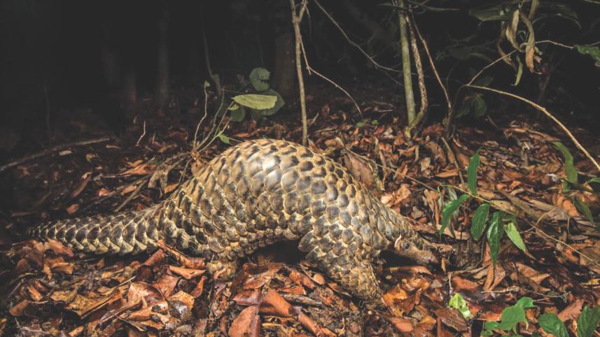 pangolin.jpg