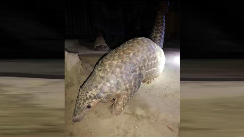 Pangolin rescued Mymensingh.jpg