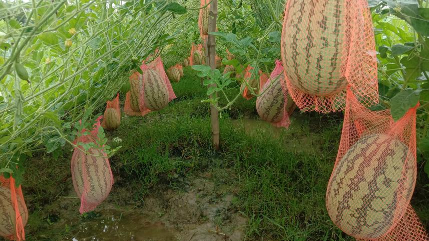 Patuakhali Pic-674 (20.09.20).jpg