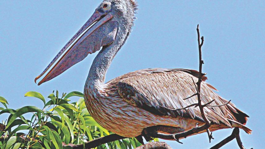 Spot-billed Pelican in Padma