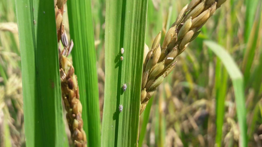 Pest attack aman.jpg