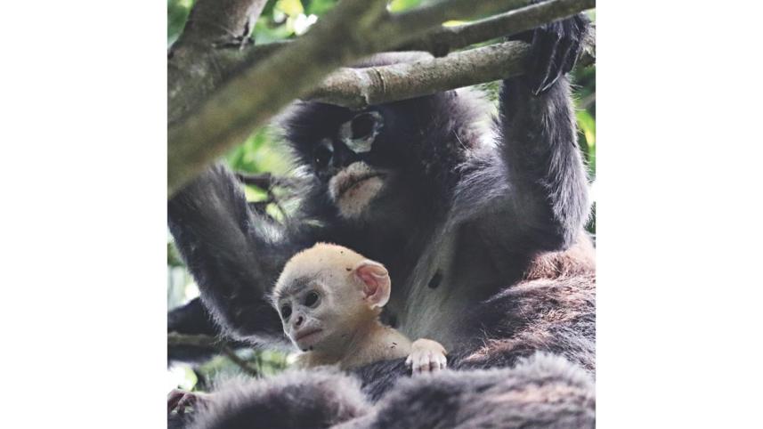 Phayre's Langur.jpg