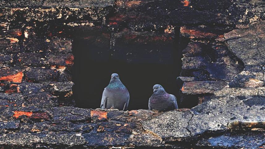 pigeon couple.jpg
