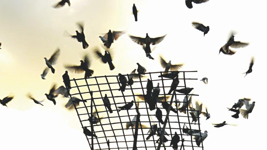 pigeons of dhaka 1.jpg