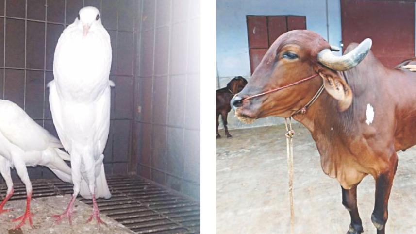 pigion and bull farm.jpg