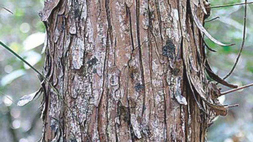 plants sundarban.jpg