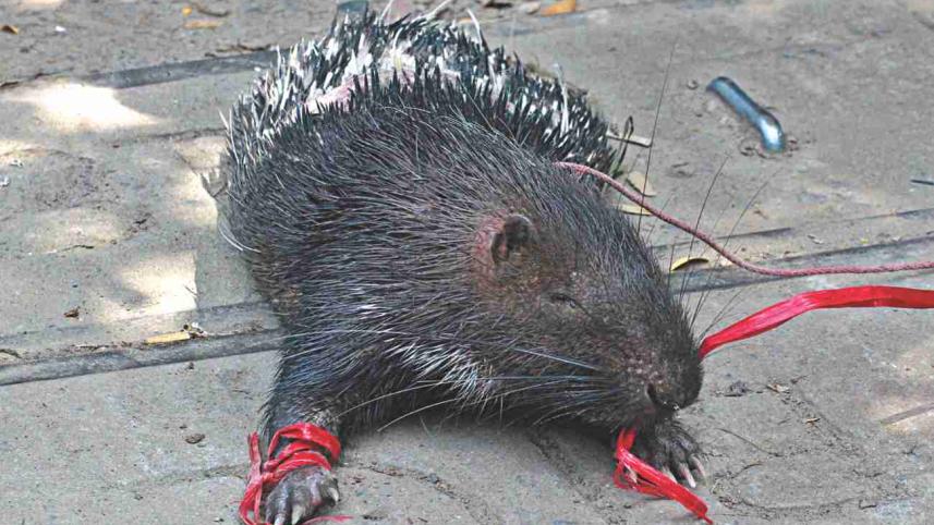 porcupine.jpg