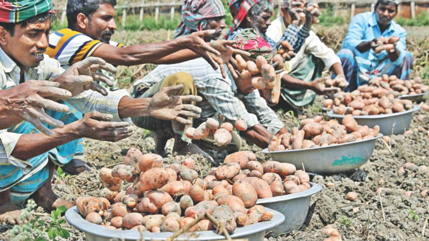 Potato exports fail.jpg