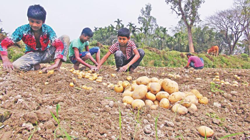 Potato production cost.jpg