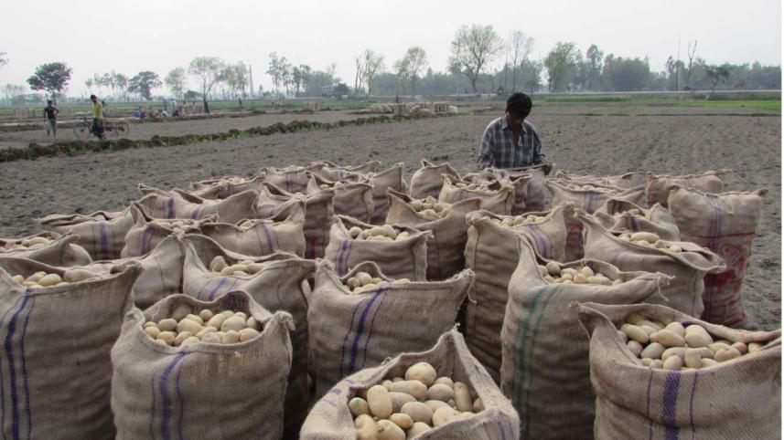 potatoes thakurgaon.jpg
