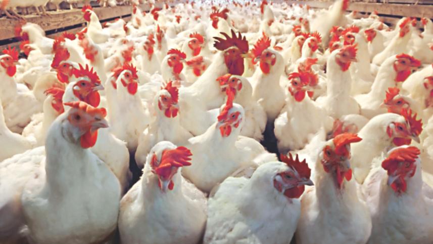 antibiotics in poultry feed