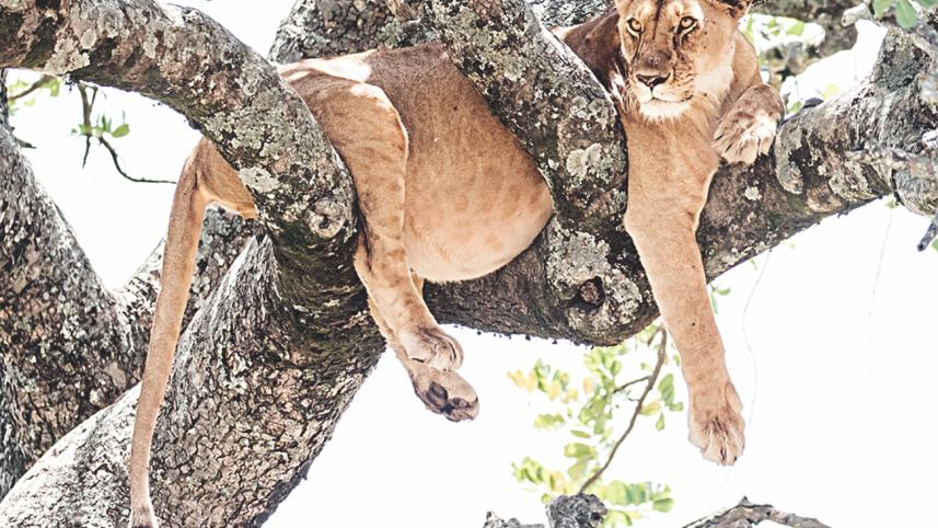 Predators Masai Mara.jpg
