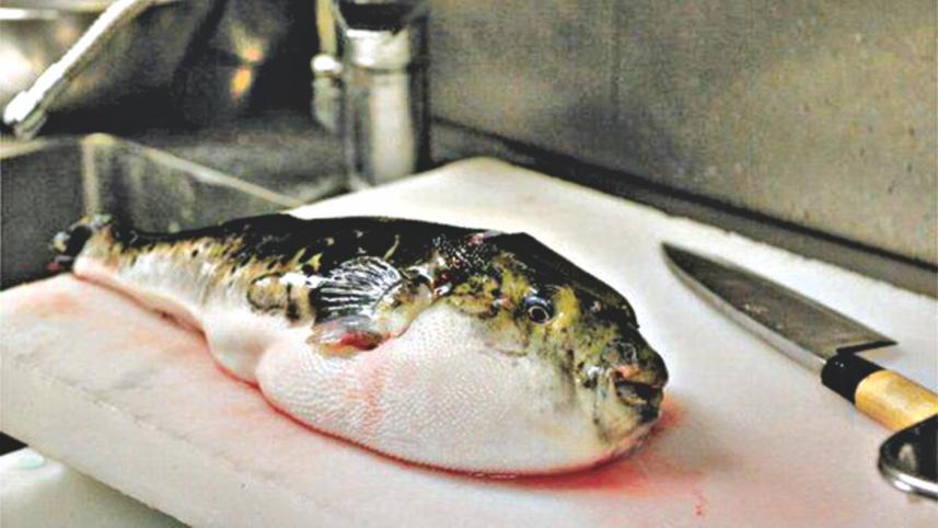 puffer fish.jpg