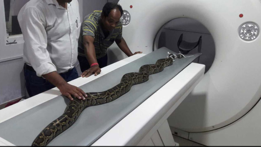 8-foot Burmese python