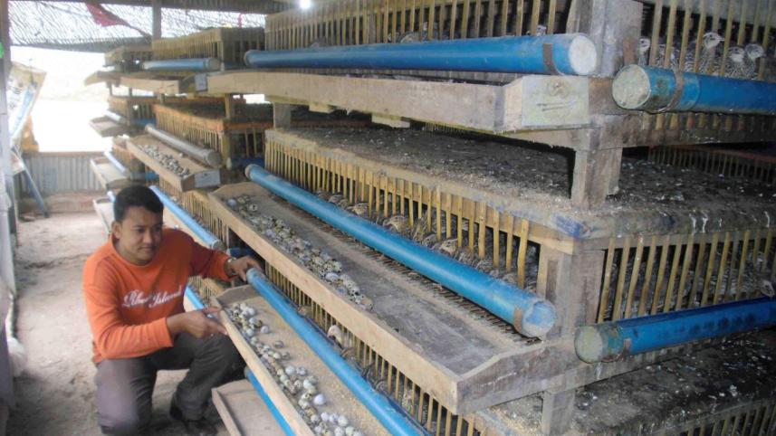 Quail farming.jpg