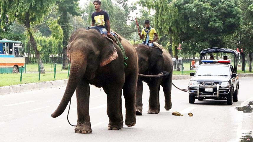 rab and elephant.jpg