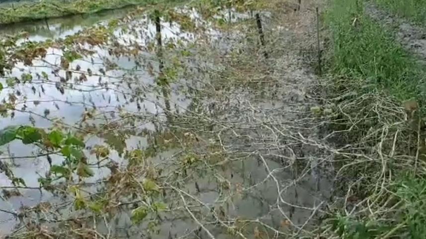 rain-cause-loss-farmer-bagerhat.jpg