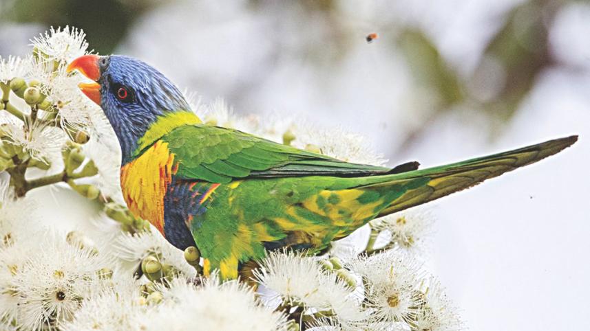 Rainbow Lorikeet.jpg
